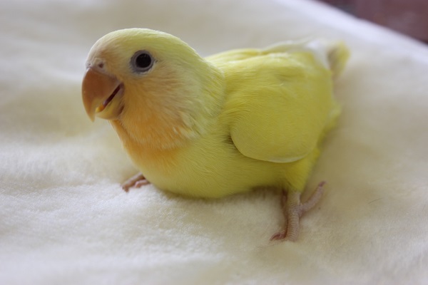 手乗りコザクラインコ（ルチノー）ヒナちゃん★