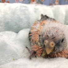 久しぶりの登場です　ローズアキクサインコです　５／１１投稿