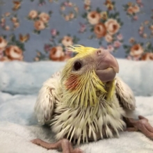定番人気　No3オカメインコルチノー　５／１２投稿