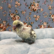 やってきました　セキセイインコ四色ハルク