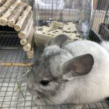 お腹に腹巻？　チンチラパイドの紹介です　５／１４投稿