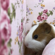 まだまだいます、モルさん　５／２１撮影