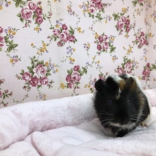こんな子もいます　巻き毛のモルさんです　５／２１撮影