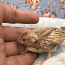 シナモン文鳥来ました　人気です　５／２１撮影