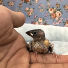 ど定番　桜文鳥です　５／２１撮影