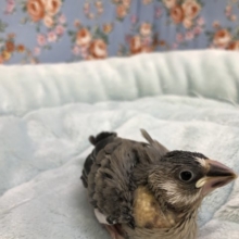 定番人気　桜文鳥　５／２８撮影