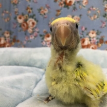 オパーリンタイガー？　初めて見ました　５／２８撮影