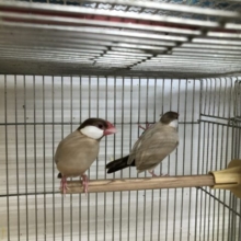文鳥ペア各カラー在舎中　５／２８撮影