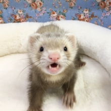 マーシャルフェレット（シナモン）男の子　２０２１年３月４日生まれ
