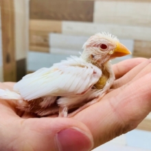 珍しいです!!アルビノ文鳥さん♪