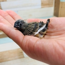 鳴き声のトリコに?!キンカチョウさん☆