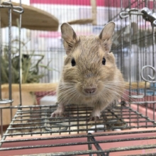 最新画像あります！デグー（サンド） 　男の子