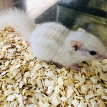 入舎の少ないホワイトシマリス　男の子が来ました。