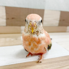 おっと〜り♪ローズアキクサインコヒナ！