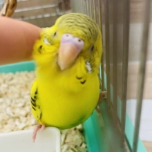 撫でられるの大好き♡セキセイインコ(ハルクイン)
