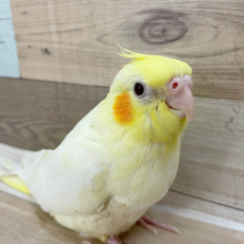 超ホヤホヤ最新画像♪とってもウブウブな食いしん坊★オカメインコヒナ(ルチノー)
