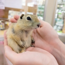 リチャードソンジリスの男の子３匹入荷～！！！