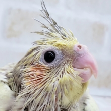 ブチブチ模様のシナモンパ～ルオカメ。