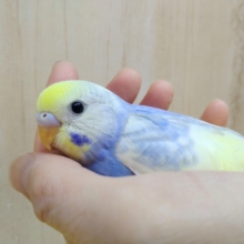 メッチャ美カラー、美形のセキセイインコヒナ来ました！