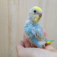 爽やかパステルカラーのセキセイインコヒナ来ました〜