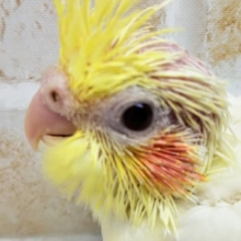 オカメインコ ルチノー
