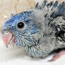 サザナミインコ コバルトブルー