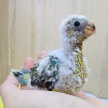 極美カラー！になりそうです。美声インコヒナ来ました〜