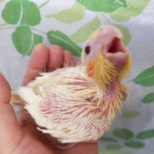 人気のルチノーオカメちゃん☆