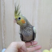 水玉貰模様がステキです！パールオカメさんいますよ〜