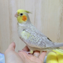 優しいカラーの水玉模様！シナモンパールオカメさんいますよ〜