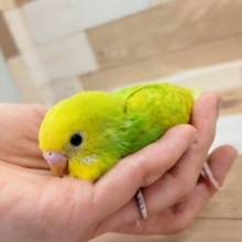 最新画像更新！人気上昇中のカラーです！セキセイインコ　スパングル～～