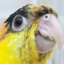 シロハラインコ　2021年08月16日