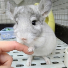 綿玉みたいなチンチラさん来ました！