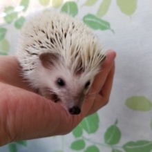 白い針がキレイなハリネズミさん☆