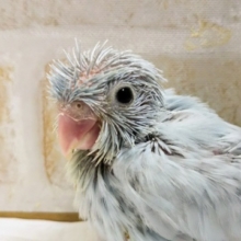 マメルリハインコ アメリカンホワイト