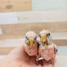 ローズアキクサインコさん2羽入荷しました♥️