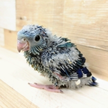 サザナミインコさん入荷しました～♥️