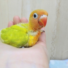お久しぶりです!!ヤマブキボタンインコヒナ来ました〜