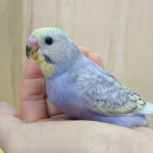 レアカラーセキセイインコ来ました〜