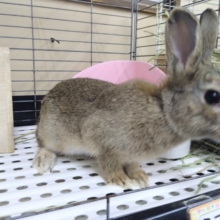 可愛いナデナデ動画あり！ちょ〜甘ったれウサギさんいますよ〜