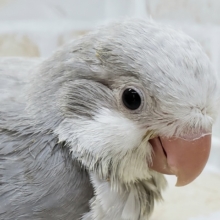 初入荷カラーオキナインコ