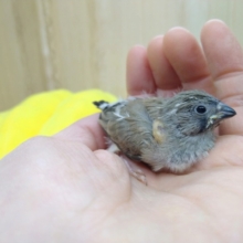 ニ〜ニ〜！キンカ鳥ヒナ来てますよ！その1