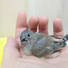 ニ〜ニ〜！キンカ鳥ヒナ来てますよ！その2