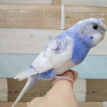 超ホヤホヤ最新画像☆天使の羽根のような羽衣セキセイさんいますよ〜