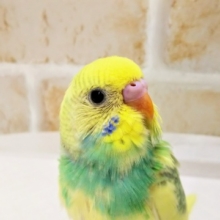 一目惚れ注意☆ セキセイインコ(レインボーパイド)