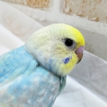 水色たまらん！ セキセイインコ(レインボー)