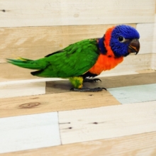 綺麗な色が特徴的！！アカエリゴシキセイガイインコさん入荷いたしました♥️
