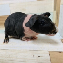 不動の人気！スキニーギニアピッグちゃん♡