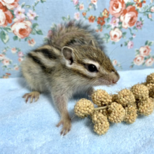 シマリス🐿  入舎してます！　【厚木店】６月２９日