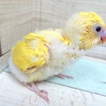 イエローばでぃの黒目さん♬　セキセイインコ　ダブルファクター